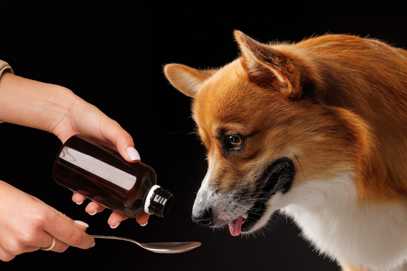 Holistic Dog Supplement Trends