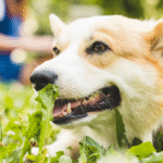 Do Dogs Need Daily Vitamins