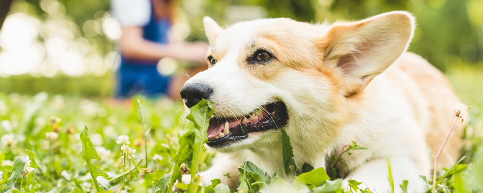 Do Dogs Need Daily Vitamins
