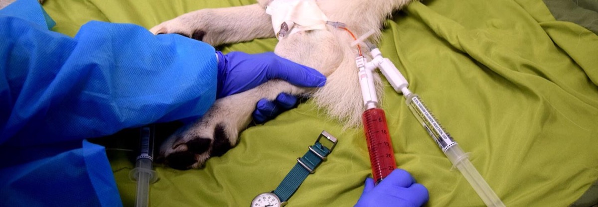 Veterinary researcher drawing a blood sample during a canine clinical trial