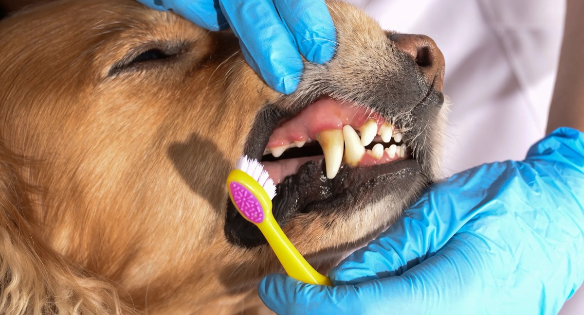 Veterinarian examining a dog teeth and gums during an oral health check