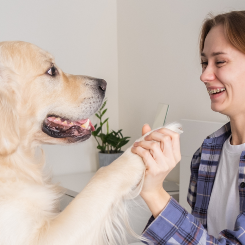Safe Ingredients vs. Red Flags: How to Choose a Safe Dog Supplement