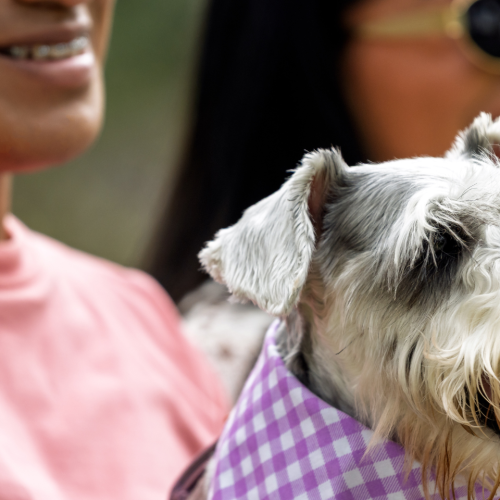 Top 10 Dog Supplements: What Pet Parents Should Know