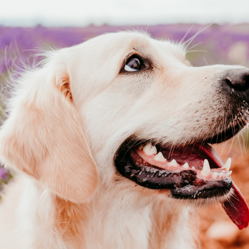 When to Start Dog Supplements: A Vet’s Age-by-Age Guide