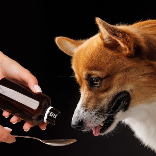 woman giving medicine to pembroke welsh corgi dog on dark background, dog care and treatment concept